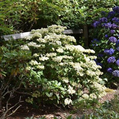 Shrubs