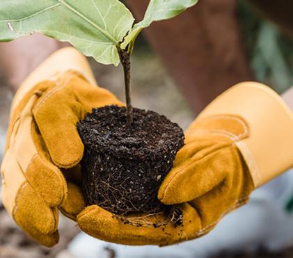 Fall is a Great Time to Plant. Small plant being held by two gloved hands.