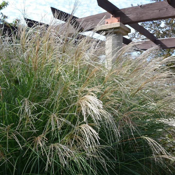 Miscanthus sinensis Adagio
