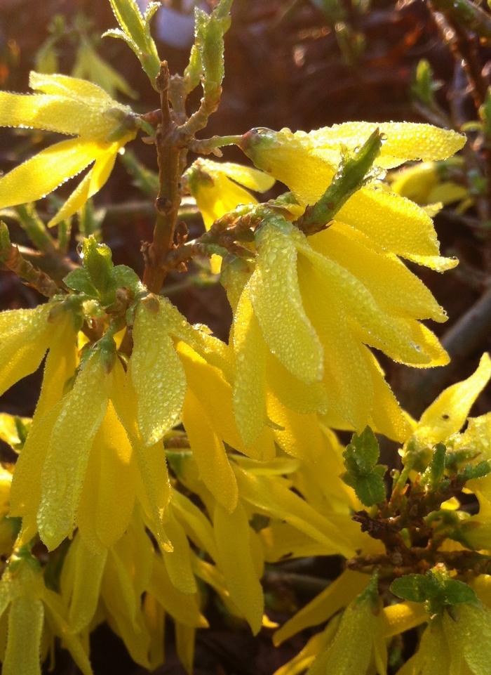 Forsythia x intermedia Gold Tide&reg;