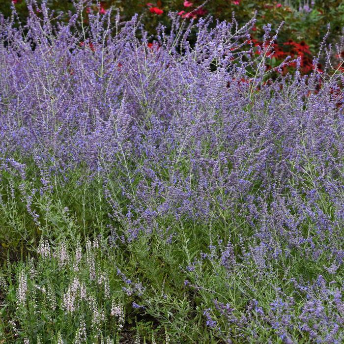 Perovskia atriplicifolia Crazy Blue
