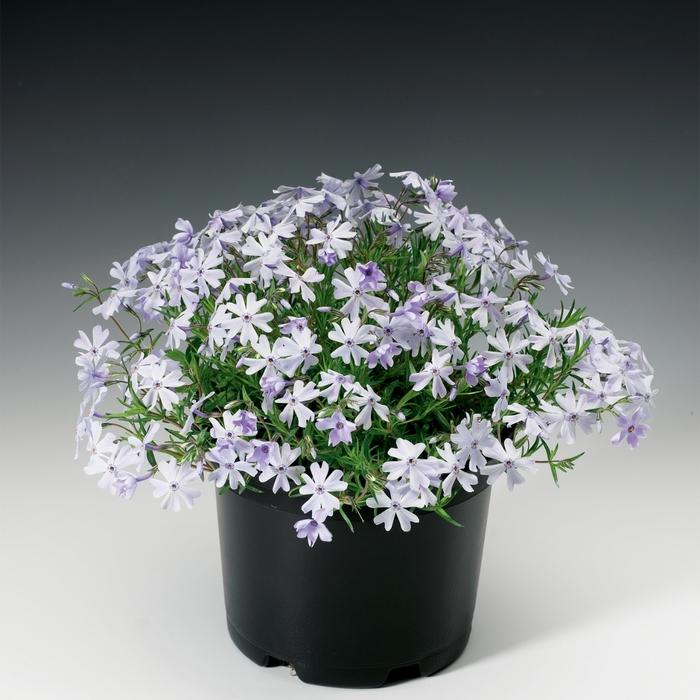 Phlox subulata Emerald Cushion Blue