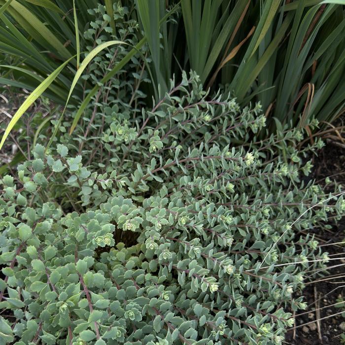 Sedum cauticola Steel The Show