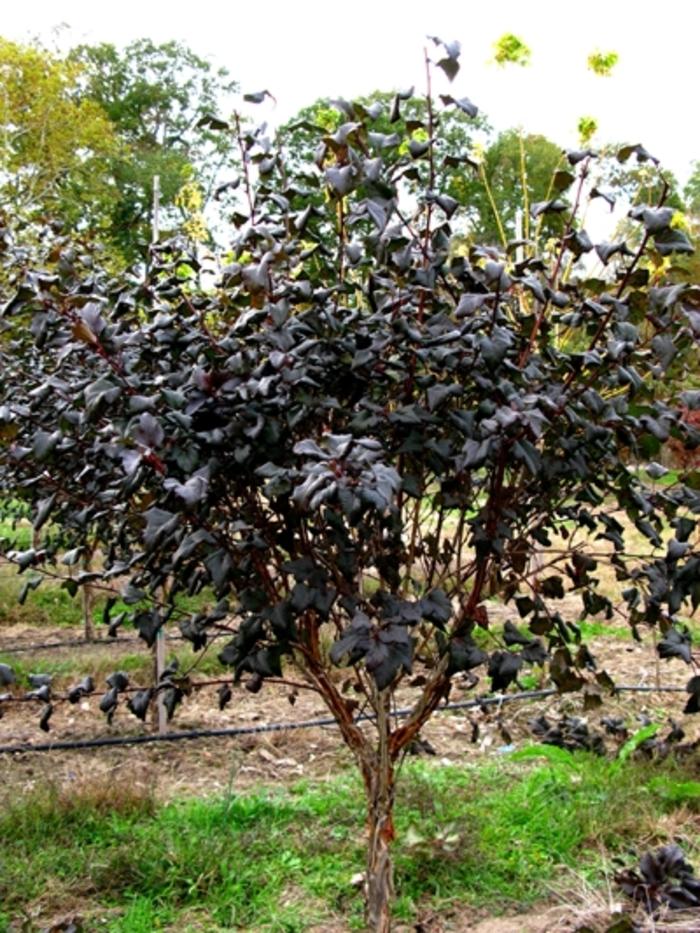 Physocarpus opulifolius Diabolo&reg;