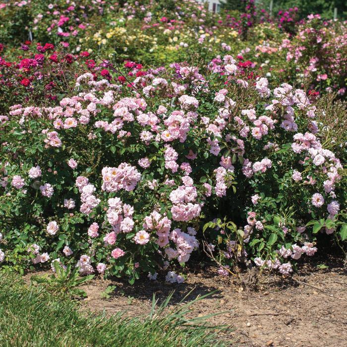 Rosa Blushing Drift&reg;
