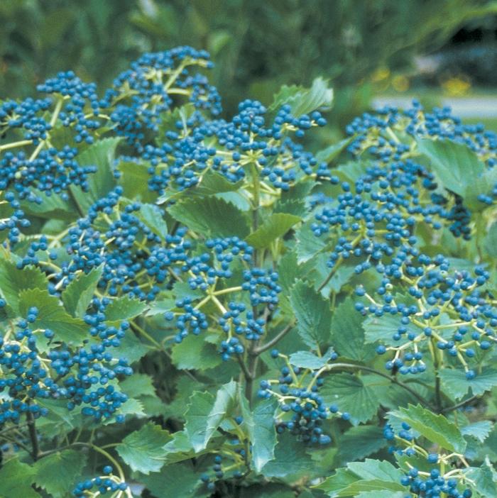 Viburnum dentatum Blue Muffin&reg;