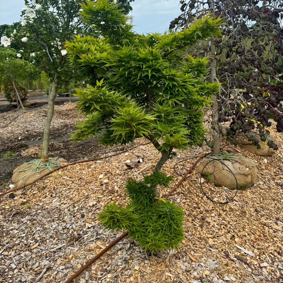 Acer palmatum 'Mikawa Yatsubusa' - Japanese Maple from Kaknes Landscape Acer