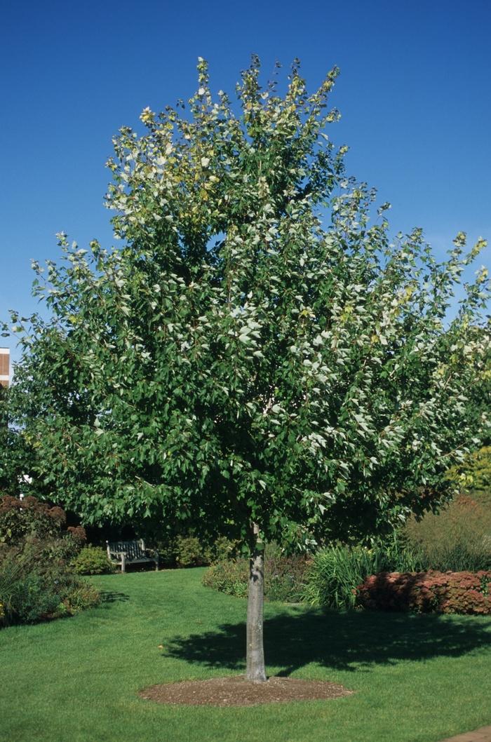 Acer rubrum Red Sunset&reg;
