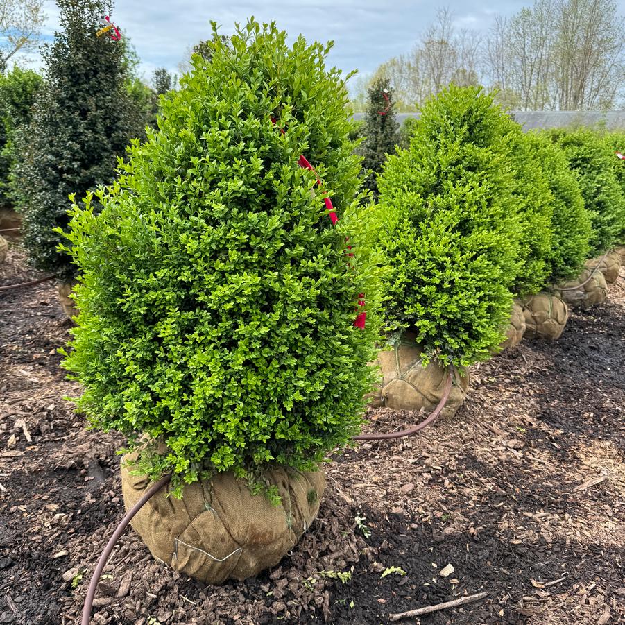 Buxus 'Green Mountain' - Boxwood from Kaknes Landscape Acer