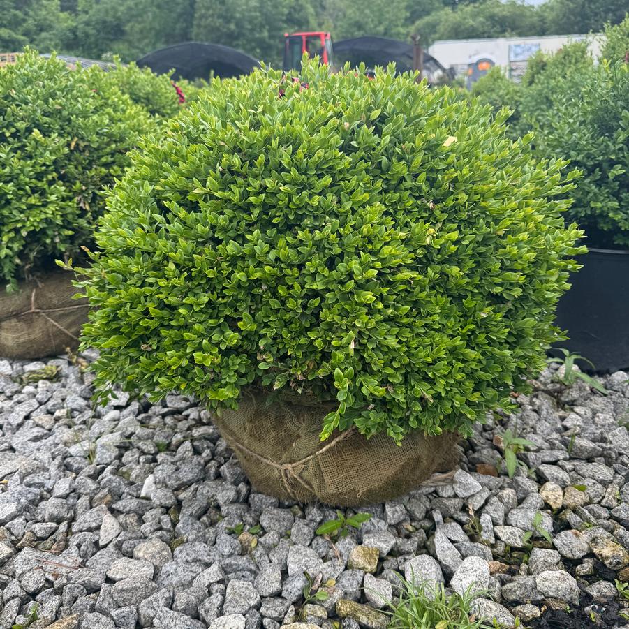 Buxus 'Green Velvet' - Boxwood from Kaknes Landscape Acer