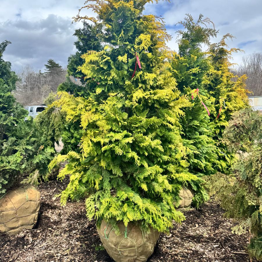 Chamaecyparis obtusa 'Crippsii' - Hinoki False Cypress from Kaknes Landscape Acer