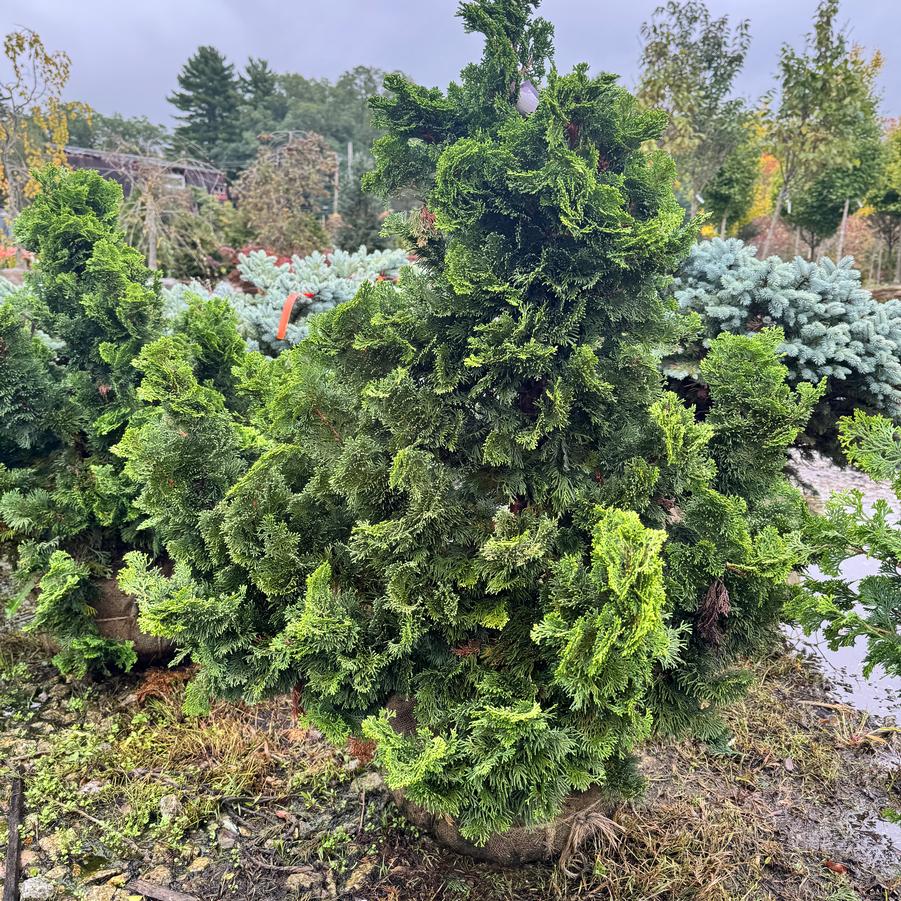 Chamaecyparis obtusa 'Nana Gracilis' - Dwarf Hinoki Falsecypress from Kaknes Landscape Acer