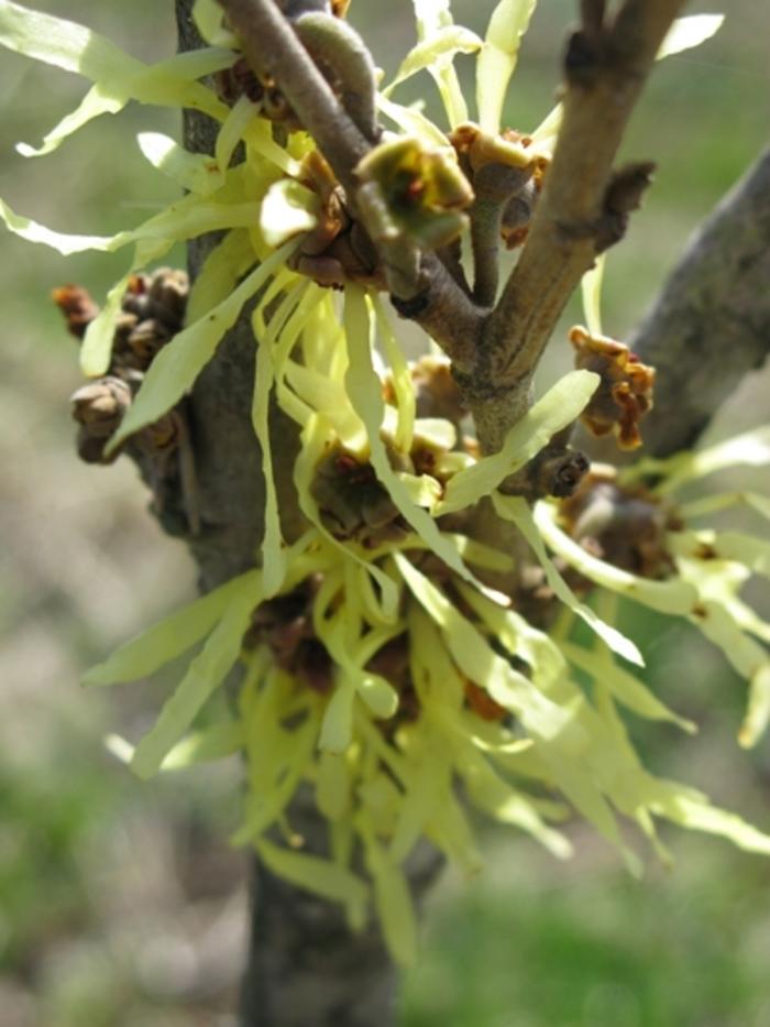 Hamamelis x intermedia Arnold's Promise
