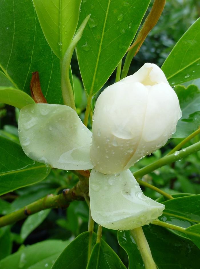 Magnolia virginiana Moonglow&reg;