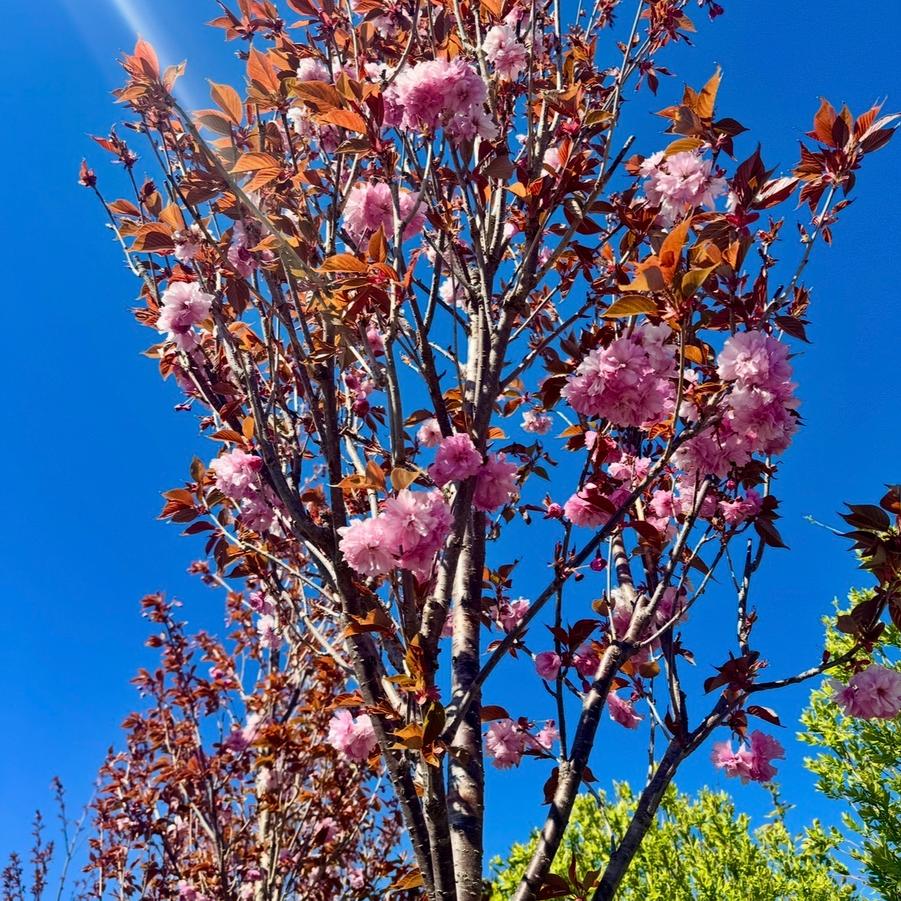 Malus x adstringens 'Emerald Spire' - Crabapple from Kaknes Landscape Acer
