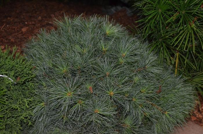Pinus strobus Green Shadow