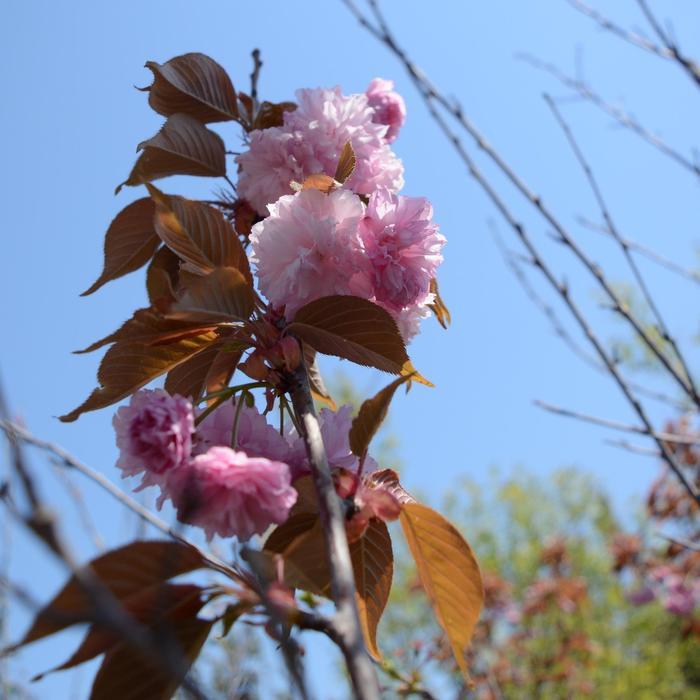 Prunus serrulata Kwanzan