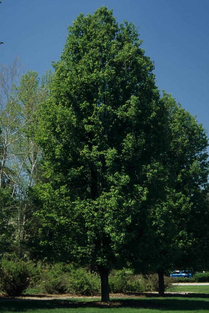 Pyrus calleryana Chanticleer&reg;