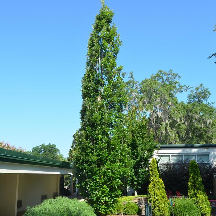 Quercus x warei Regal Prince&reg;
