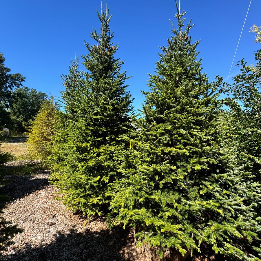 Abies fraseri - Fraser Fir from Kaknes Landscape Acer