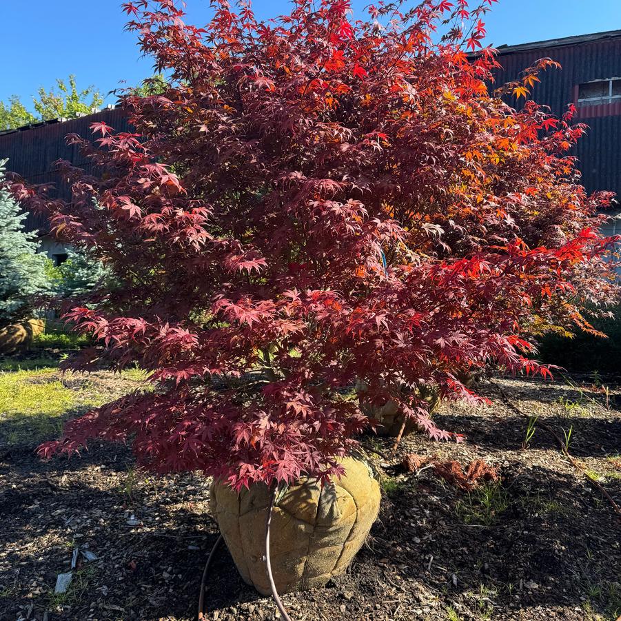 Acer palmatum var. atropurpureum 'Bloodgood' - Japanese Maple from Kaknes Landscape Acer