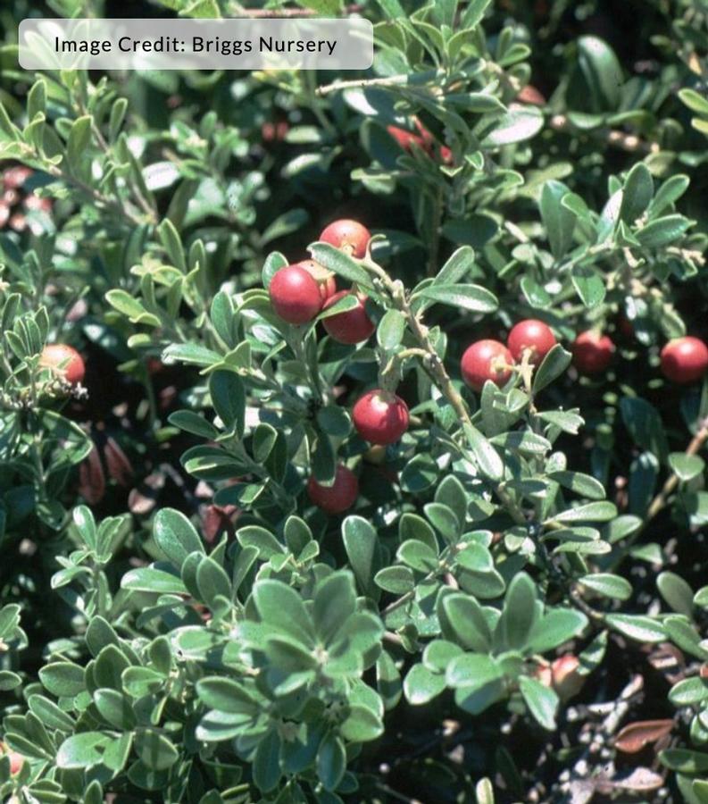 Arctostaphylos uva-ursi - Bearberry from Kaknes Landscape Acer
