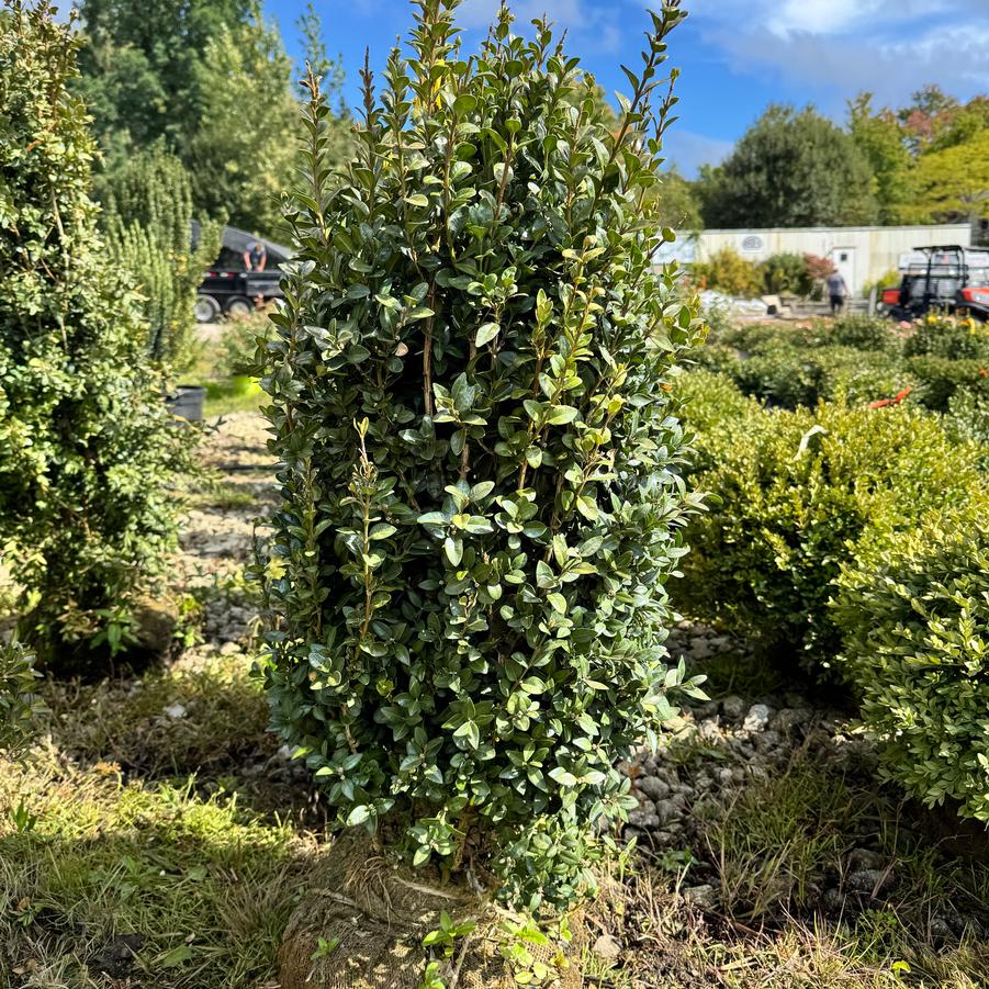 Buxus sempervirens 'Dee Runk' - Boxwood from Kaknes Landscape Acer