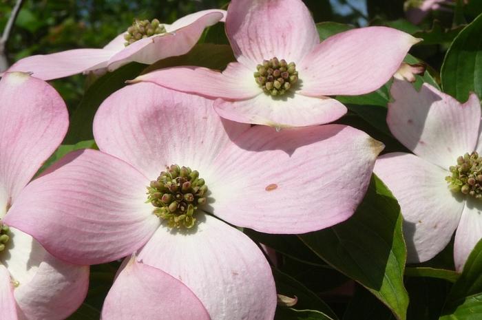 Cornus Stellar Pink&reg;