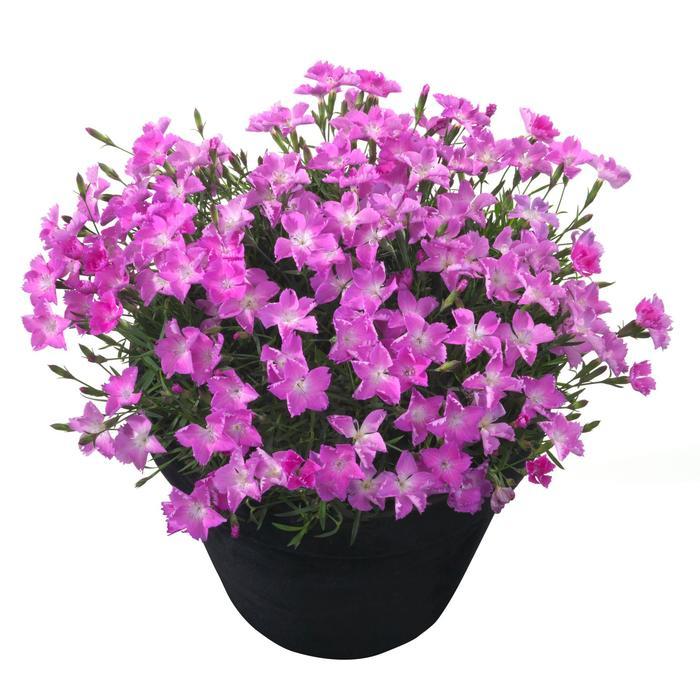 Dianthus Beauties&reg; Kahori Pink