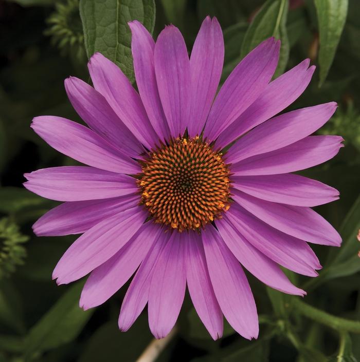 Echinacea purpurea Prairie Splendor&trade; Rose Compact