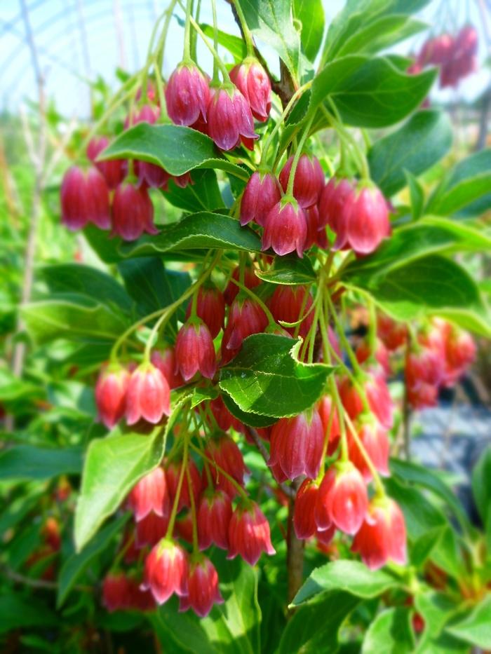 Enkianthus campanulatus Showy Lantern
