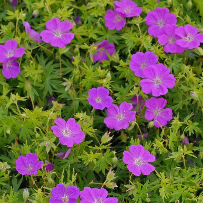 Geranium sanguineum New Hampshire Purple