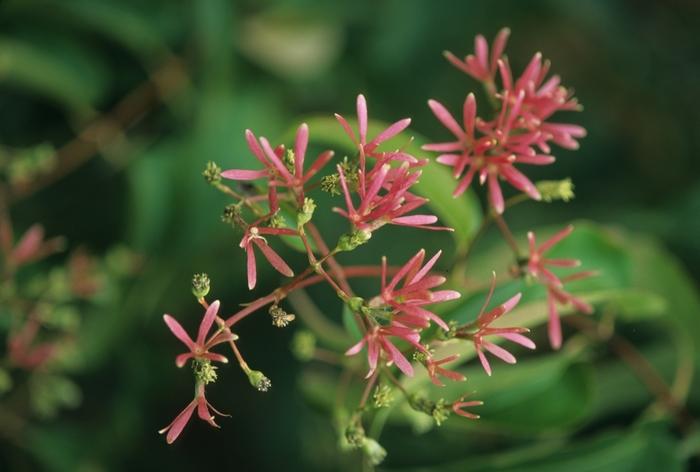 Heptacodium miconioides 