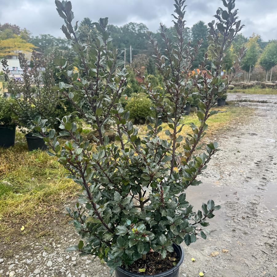 Ilex x meserveae 'Blue Prince' - Holly from Kaknes Landscape Acer