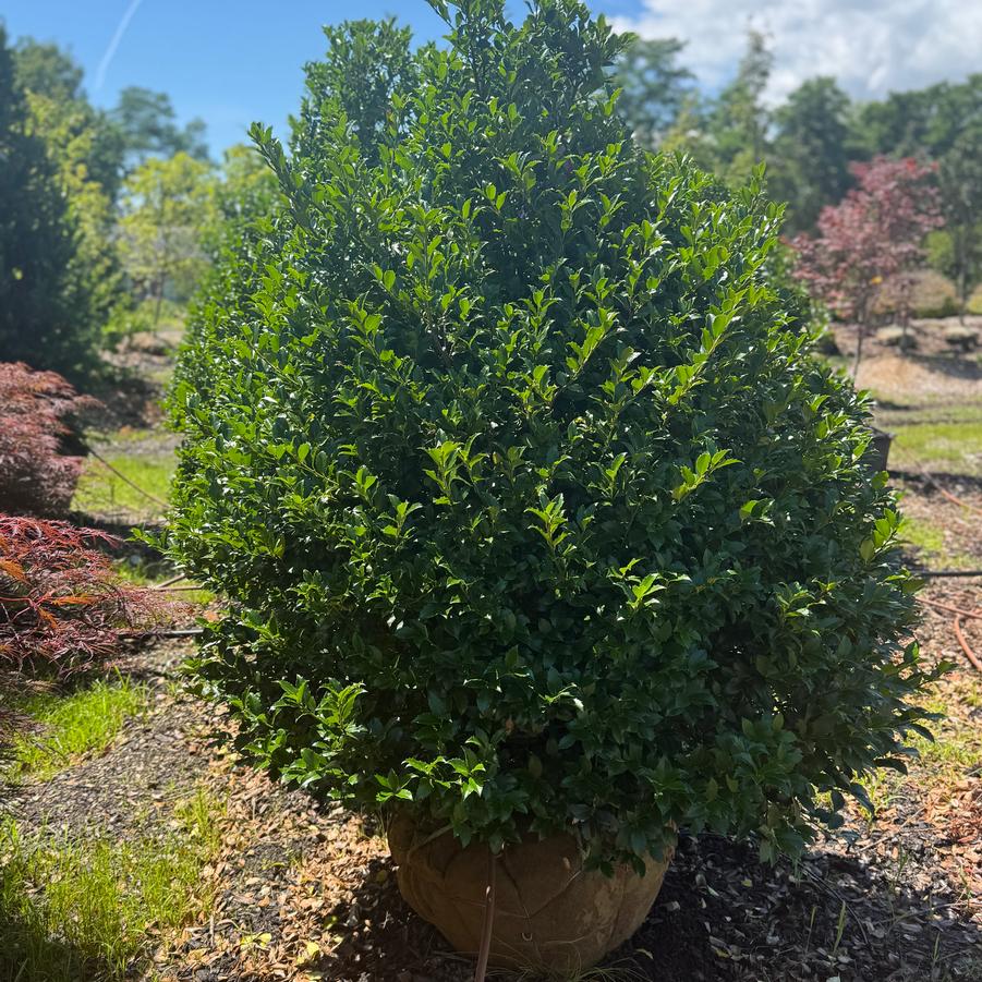Ilex 'Red BeautyÂ®' - Holly from Kaknes Landscape Acer