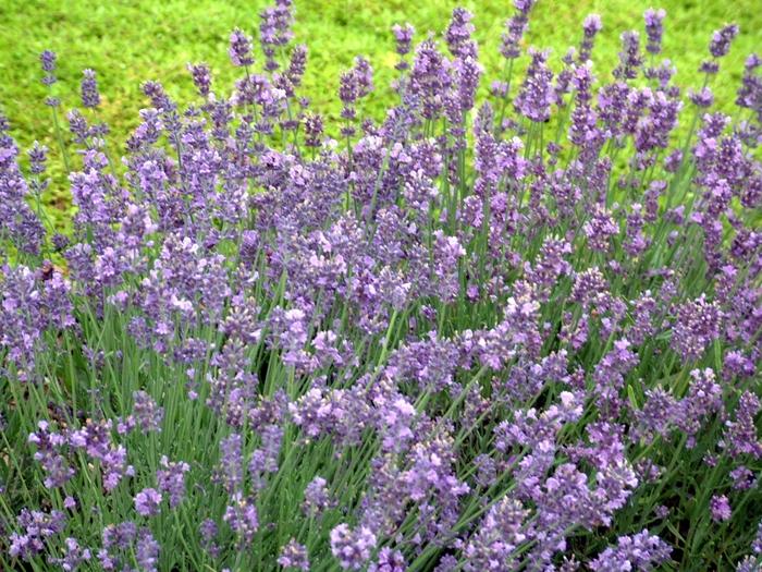 Lavandula angustifolia Munstead
