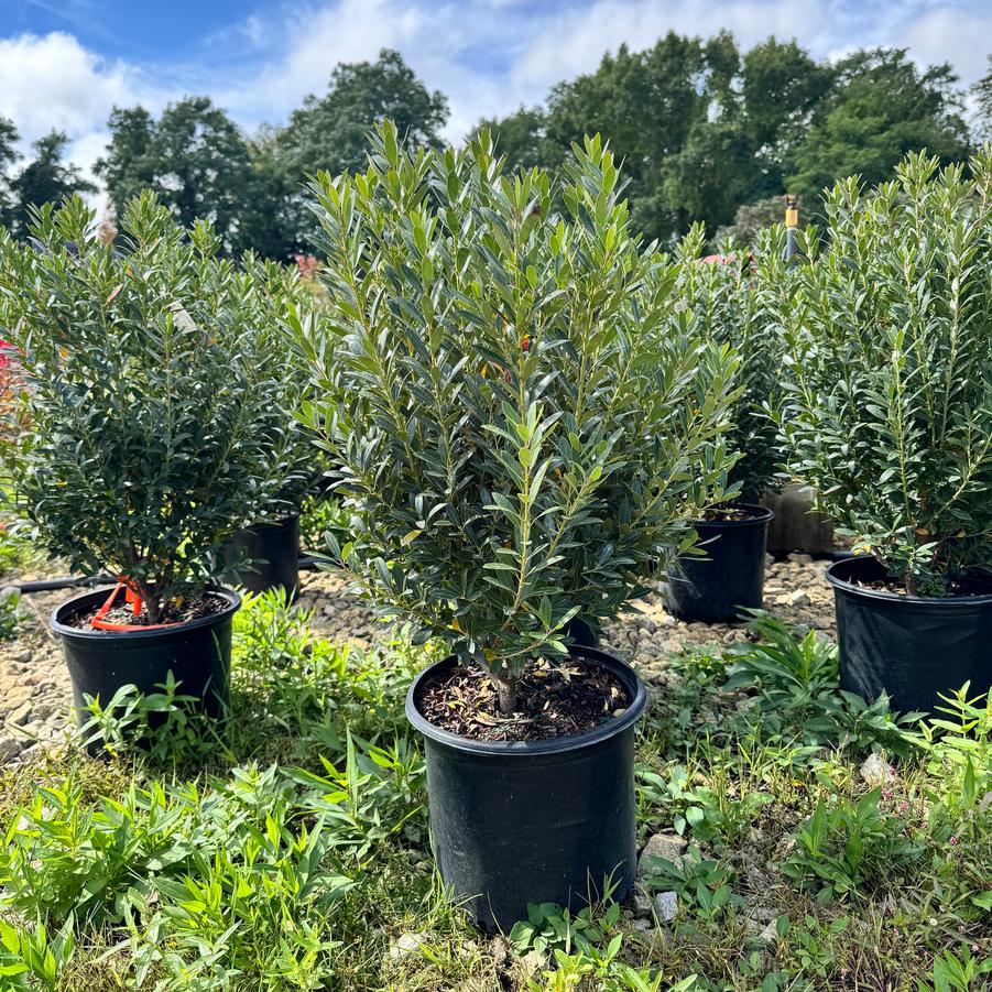 Ilex glabra 'Shamrock' - Inkberry from Kaknes Landscape Acer