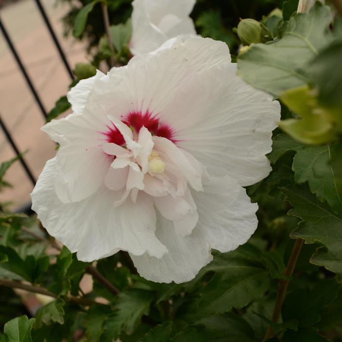 Hibiscus syriacus First Editions&reg; Bali&trade;