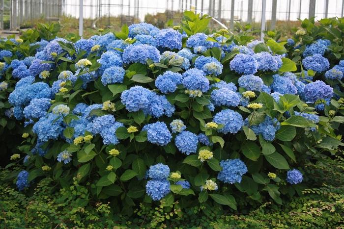 Hydrangea macrophylla Endless Summer The Original