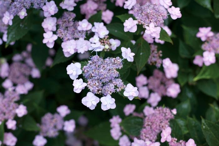 Hydrangea serrata Tiny Tuff Stuff&trade;