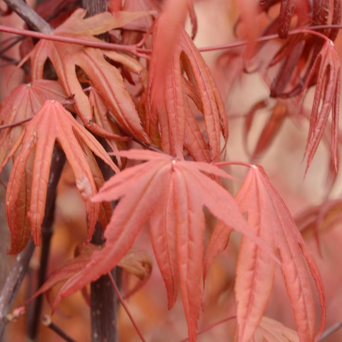 Acer palmatum Emperor 1&reg;