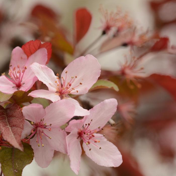 Malus Royal Raindrops&reg;