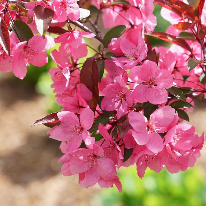 Malus Show Time&trade;