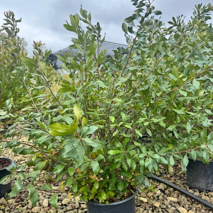 Myrica pensylvanica - Northern Bayberry from Kaknes Landscape Acer