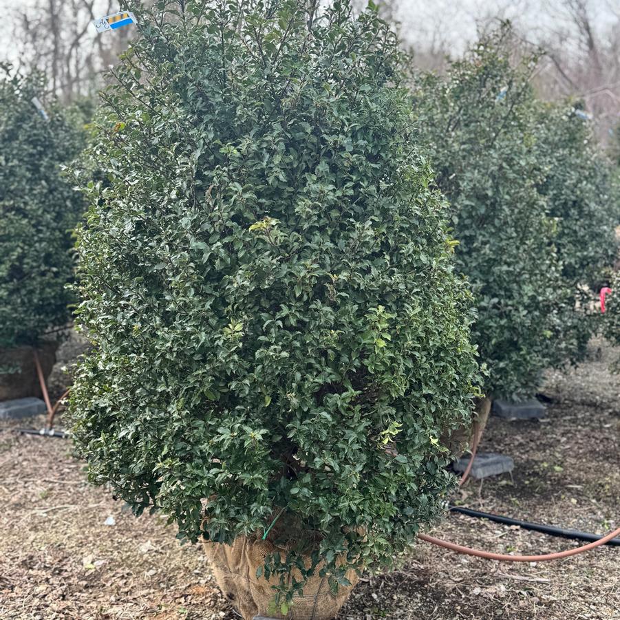 Ilex x meserveae 'Blue Princess' - Holly from Kaknes Landscape Acer