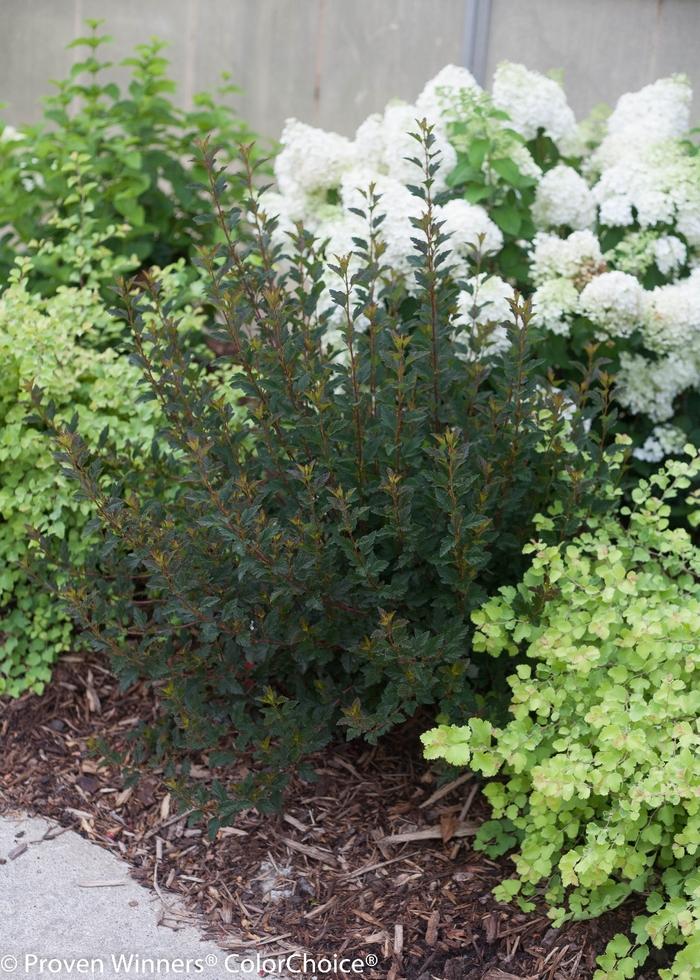 Physocarpus opulifolius Tiny Wine&reg; 