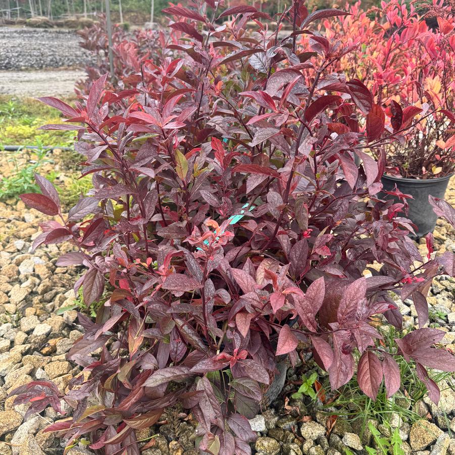 Itea virginica 'Merlot' - Sweetspire from Kaknes Landscape Acer