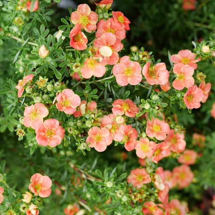 Potentilla fruticosa Happy Face&reg;