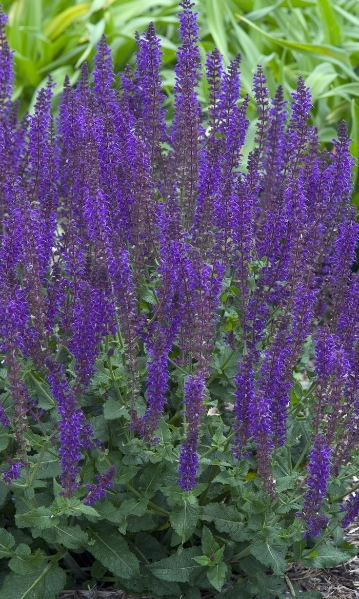 Salvia x sylvestris East Friesland (Ostfriesland)