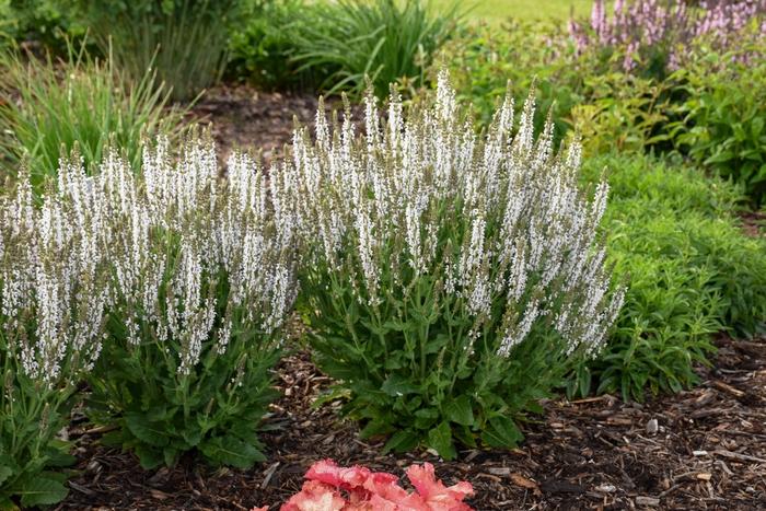 Salvia nemorosa Snow Hill